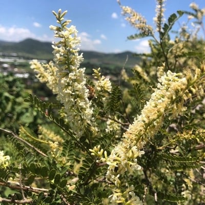 Eysenhardtia polystachya — flower