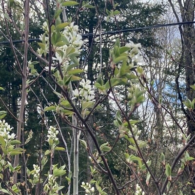 Amelanchier arborea — flower