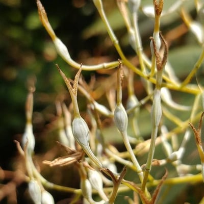 Bocconia frutescens — flower