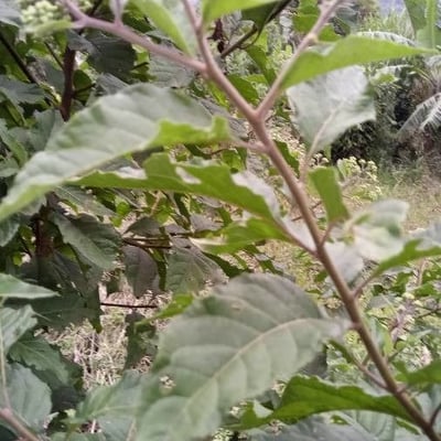 Gymnanthemum amygdalinum — flower