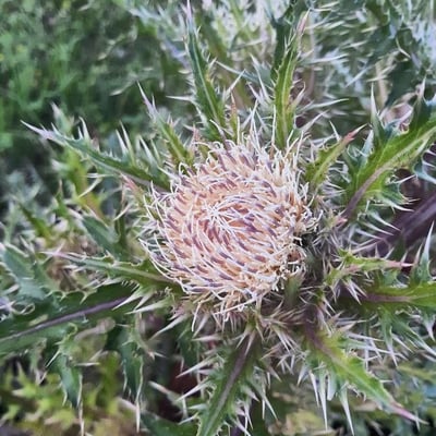 Cirsium horridulum — flower