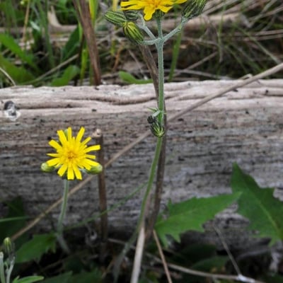 Hieracium lachenalii — flower