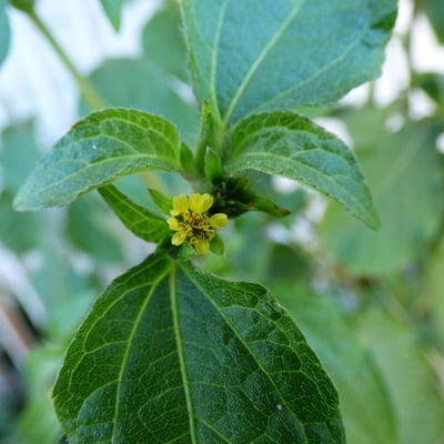 Acanthospermum hispidum — flower