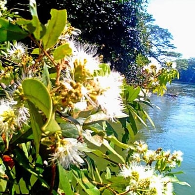 Inga edulis — flower