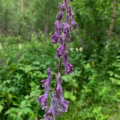 Aconitum septentrionale — flower