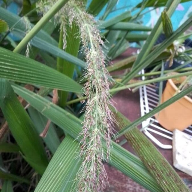 Setaria palmifolia — flower