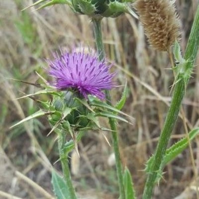 Silybum marianum — flower