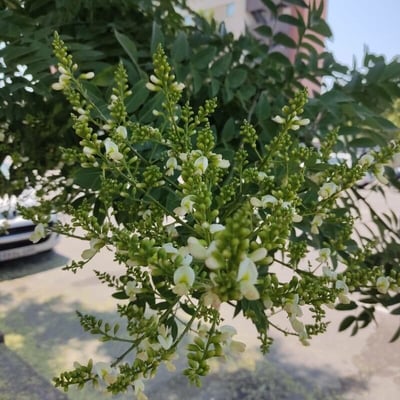 Styphnolobium japonicum — flower