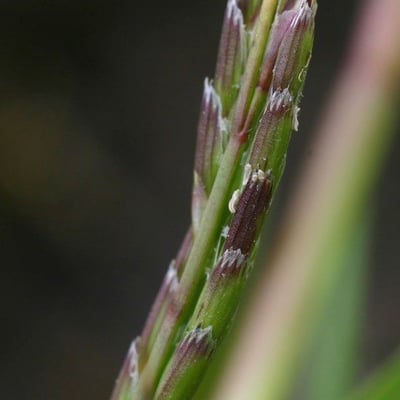 Glyceria declinata — flower