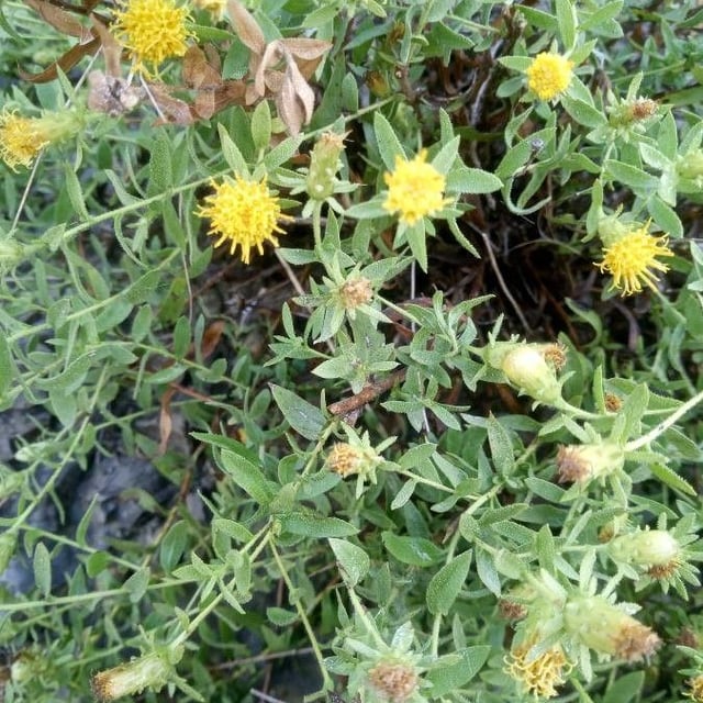 Chiliadenus glutinosus — flower