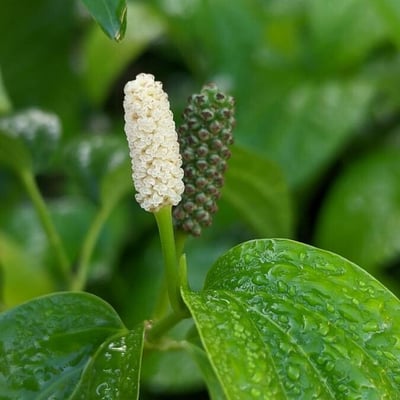 Piper sarmentosum — flower