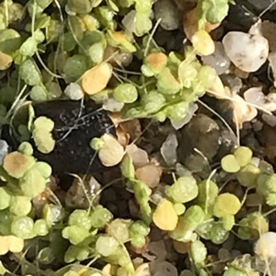 Lemna gibba — flower
