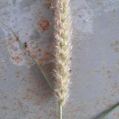 Cenchrus ciliaris — flower
