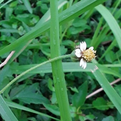 Tridax procumbens — flower