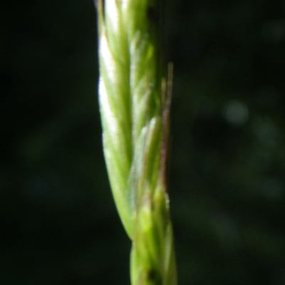 Alopecurus bulbosus — flower