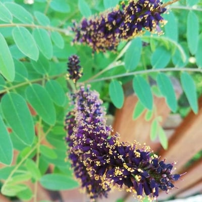 Amorpha canescens — flower