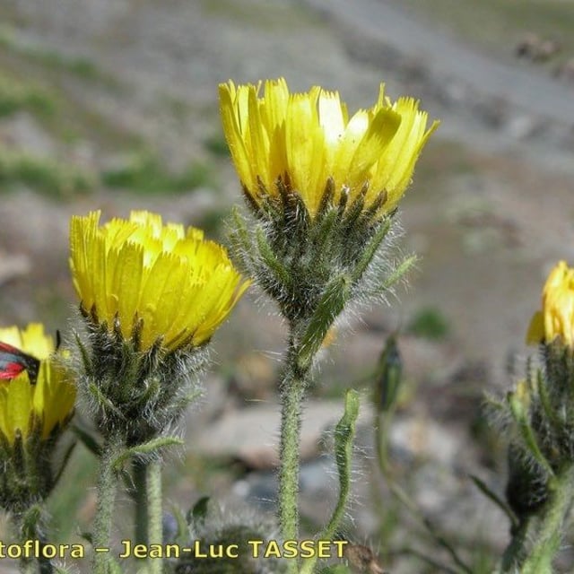 Hieracium alpinum — flower
