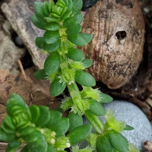 Valantia muralis — flower