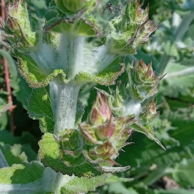 Salvia aethiopis — flower