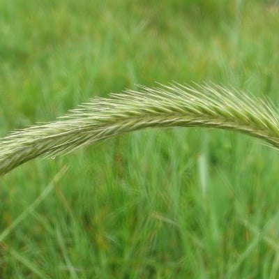 Hordeum brachyantherum — flower