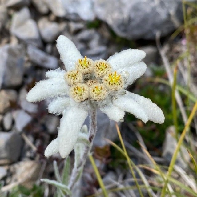 Leontopodium nivale — flower