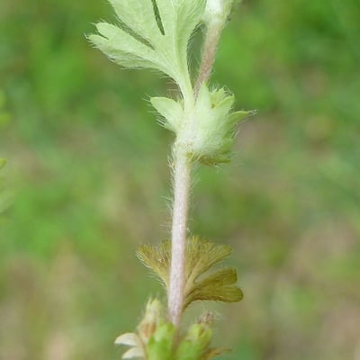 Aphanes australis — flower
