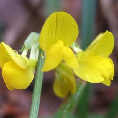 Coronilla vaginalis — flower