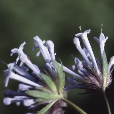 Asperula arvensis — flower