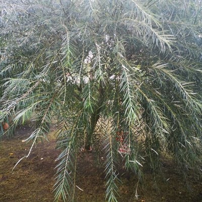 Acacia pendula — leaf