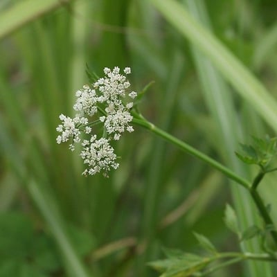 Oenanthe javanica — flower