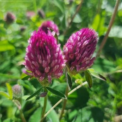 Trifolium alpestre — flower