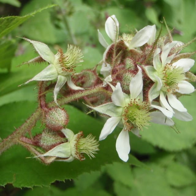 Rubus phoenicolasius — flower