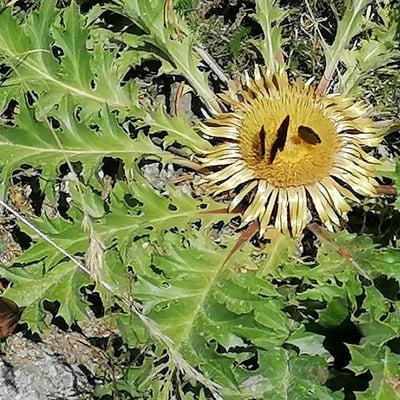 Carlina acanthifolia — flower