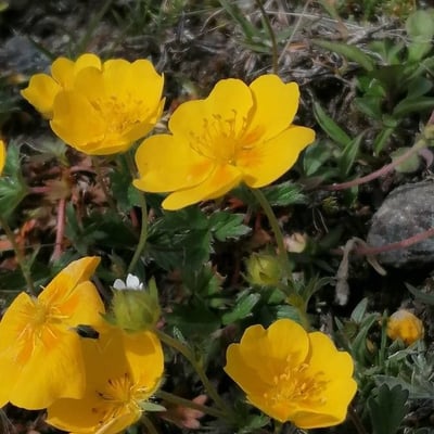 Potentilla grandiflora — flower