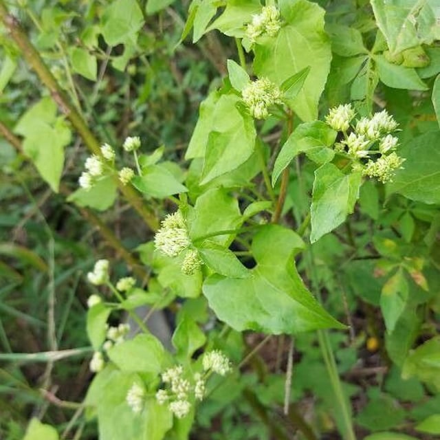 Mikania cordifolia — flower