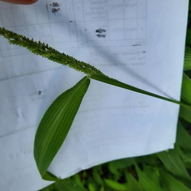 Hymenachne amplexicaulis — flower