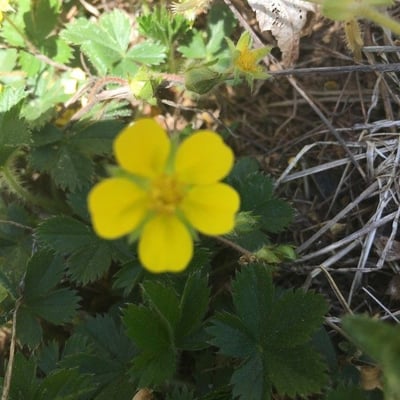 Potentilla canadensis — flower