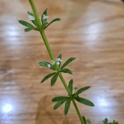Galium verrucosum — flower