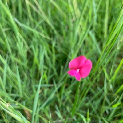 Lathyrus nissolia — flower