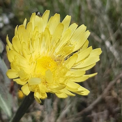 Crepis albida — flower