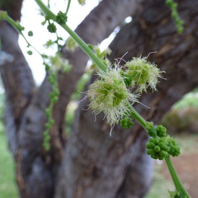 Pithecellobium dulce — flower