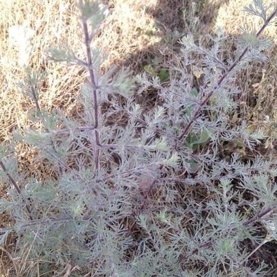 Artemisia scoparia — leaf