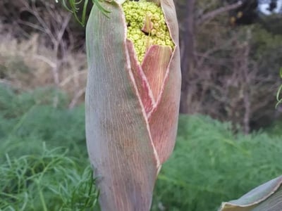 Common giant-fennel