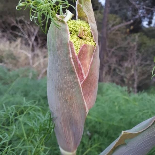 Common giant-fennel