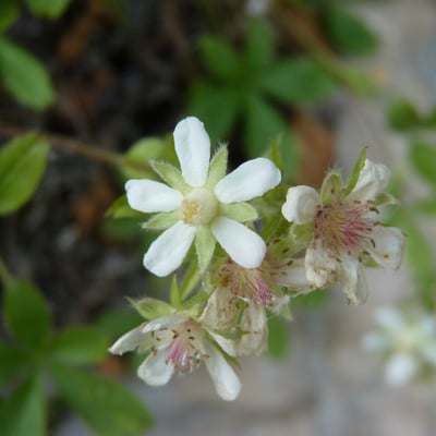 Potentilla caulescens — flower