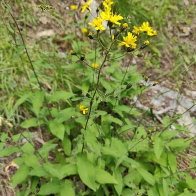 Hieracium prenanthoides — flower