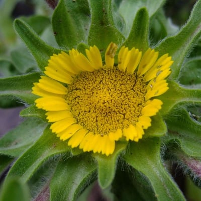 Asteriscus aquaticus — flower