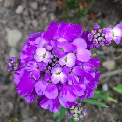 Iberis umbellata — flower