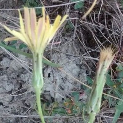 Scorzonera humilis — flower