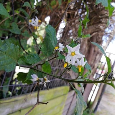 Solanum douglasii — flower